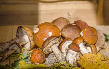 different edible mushrooms
