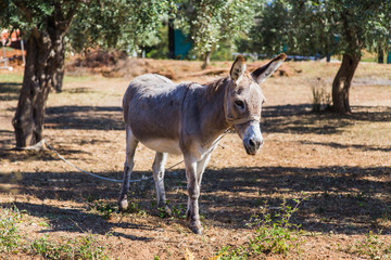 Donkey in an olive grove