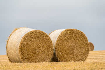 Hörullar på en åker