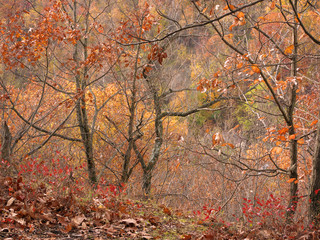 Tallman Mountain Autumn Trees 2: Tallman Mountain State Park