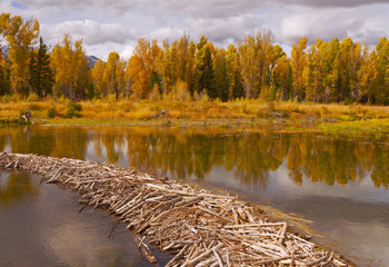 Upper Schwabacher Beaver Dam: Fall foliage reflected in Snake River in Grand Teton National Park