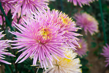 delicate purple chrysanthemums Flower of red chrysanthemums on a colorful background. Soft focus blur. Autumn floral background. red chrysanthemums