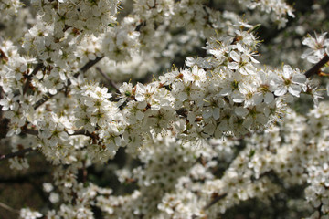 Blackthorn flowers