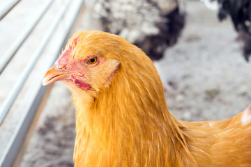 Buff Orpingtons Chicken Breed. Close up image of golden chicken hen. Beautiful red-haired thoroughbred chicken.  Young yellow Buff Orpington special breed chicken
