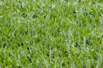 lush wet green grass