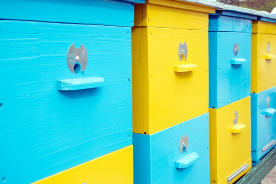 Close up of colorful yellow and blue bee hives in a row in the apiary, Apiculture, Beekeeping, bee yard. Honey bee colonies, commonly in man-made hives