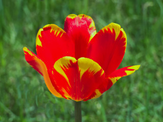 Obraz premium Close up of a red-yellow tulip flower