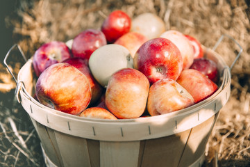 basket with ripe red apples among straw. the bushel with apples on the farm. retro style