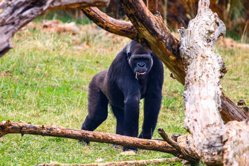Naklejka premium Gorilla in Cabarceno National Park