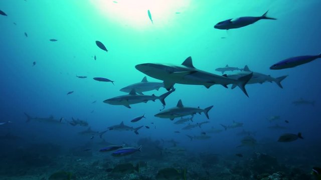 Swarming sharks over tropical reef, POV