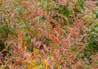 Colorful wetland Autumn foliage, Lady's Thumb (Polygonum persicaria)