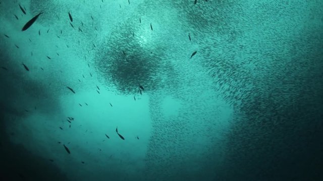 POV, Large School Of Anchovies In Ocean