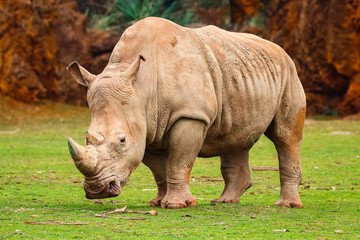 Obraz premium White rhinoceros or White Rhino, Ceratotherium simum, with big horn in Cabarceno Natural Park