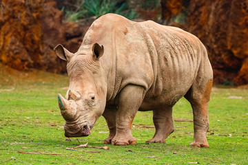 Obraz premium White rhinoceros or White Rhino, Ceratotherium simum, with big horn in Cabarceno Natural Park