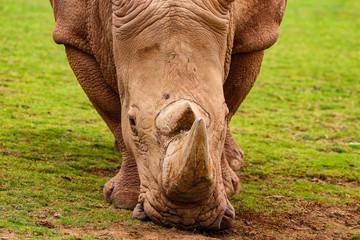 Obraz premium White rhinoceros or White Rhino, Ceratotherium simum, with big horn in Cabarceno Natural Park