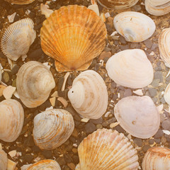Sea shells decorative composition.