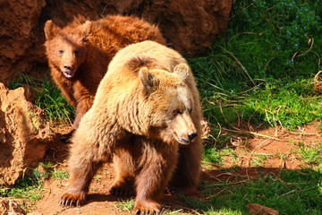 Fototapeta premium Mother Bear and cubs (Ursus arctos) in north Spain