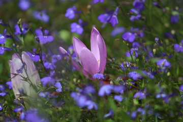 Niezapominajkowo © BlueBird