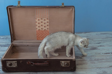 young chinchilla breed cat inside vintage suitcase