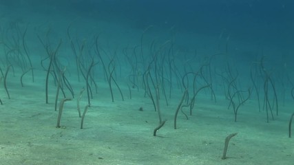 Slow motion, sand eels on seafloor