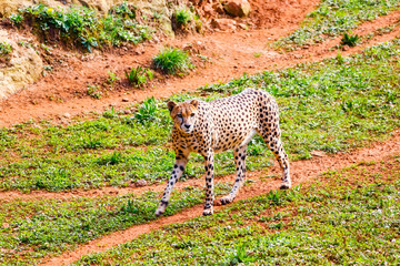 African Cheetah (Acinonyx jubatus) in the grass
