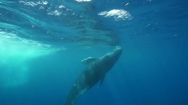 Humpback whale swims near surface then dives down, French Polynesia