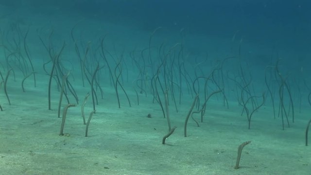 Slow motion, sand eels on seafloor
