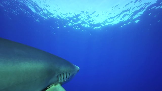 Blue shark swims by boat, underwater