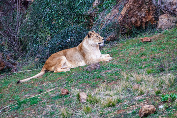 Naklejka na ściany i meble Majestic female lion (Panthera leo) relaxing