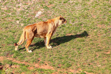 Majestic female lion (Panthera leo) basking in the sun