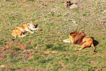 Majestic male and female lion (Panthera leo) basking in the sun