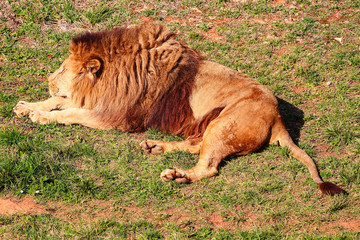 Majestic male lion (Panthera leo) basking in the sun