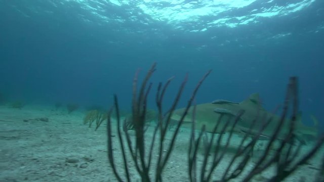 Shark covered in remoras swims over seafloor, POV