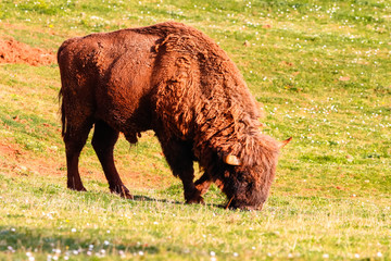 European bison (Bison bonasus), also known as wisent or the European wood bison. It is one of two extant species of bison, alongside the American bison