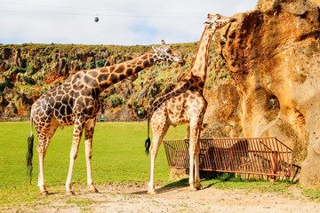 Giraffes (Giraffa camelopardalis) sucks the rock to obtain vitamins and minerals