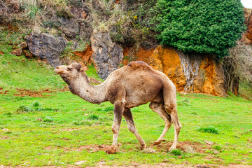 Fototapeta premium Camel, Dromedary (Camelus dromedarius)