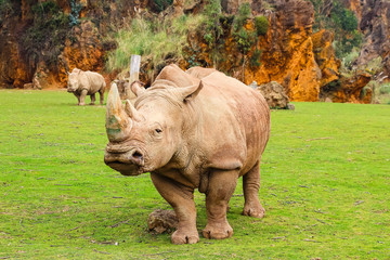 Obraz premium White rhinoceros or White Rhino, Ceratotherium simum, with big horn in Cabarceno Natural Park