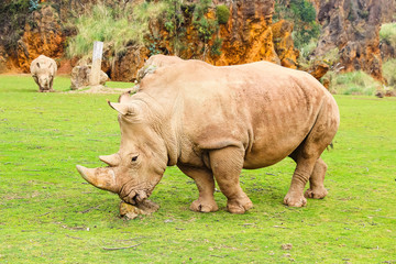 Obraz premium White rhinoceros or White Rhino, Ceratotherium simum, with big horn in Cabarceno Natural Park
