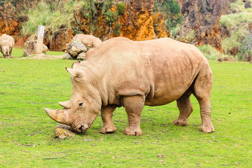 Fototapeta premium White rhinoceros or White Rhino, Ceratotherium simum, with big horn in Cabarceno Natural Park