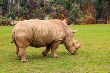 Obraz premium White rhinoceros or White Rhino, Ceratotherium simum, with big horn in Cabarceno Natural Park