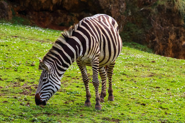 Grevy's zebra or Real (Equus grevyi). Common zebra (Equus quagga)