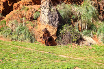 Bear scratches his back on a rock  (Ursus arctos) in north Spain