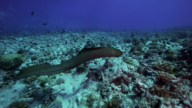 Moray eel swims over coral reef, French Polynesia