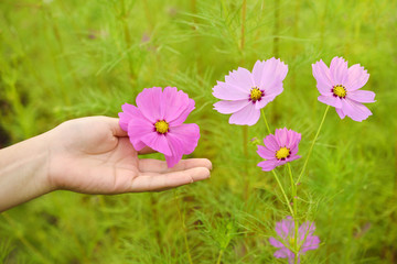 Cosmos flowers and women's hand