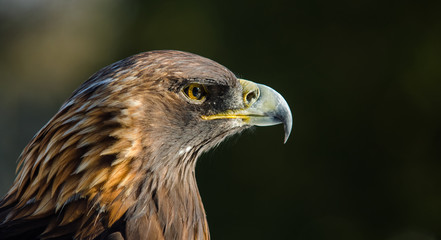 Close-up portrait of a golden eagle
