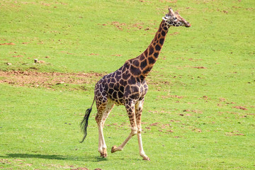 Giraffe (Giraffa camelopardalis)
