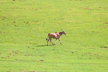 Common eland (Taurotragus oryx), also known as the southern eland or eland antelope