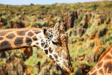 Giraffe (Giraffa camelopardalis) head and face