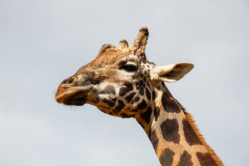Giraffe (Giraffa camelopardalis) head and face within Cabarceno Natural Park, Cantabria, Spain