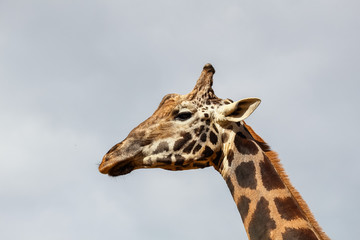 Giraffe (Giraffa camelopardalis) head and face within Cabarceno Natural Park, Cantabria, Spain